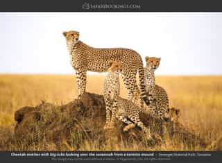 Explore Lake Manyara’s diverse habitats, Tarangire’s3-Day Big Five & Beyond Tanzania Wildlife Safari