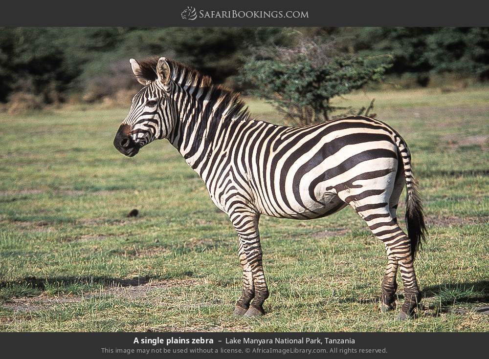 4-Day Tanzania Budget Wildlife Expedition