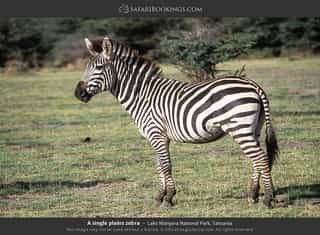 4-Day Tanzania Budget Wildlife Expedition