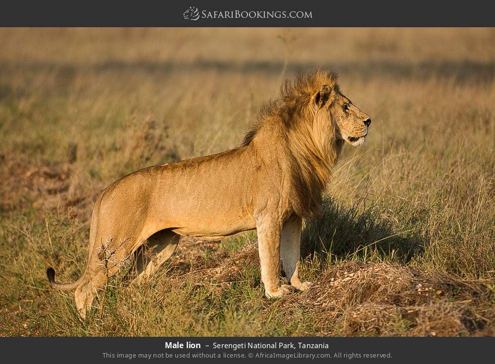 4-Day Tanzania Wild Life Expedition