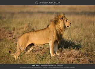 4-Day Tanzania Wild Life Expedition