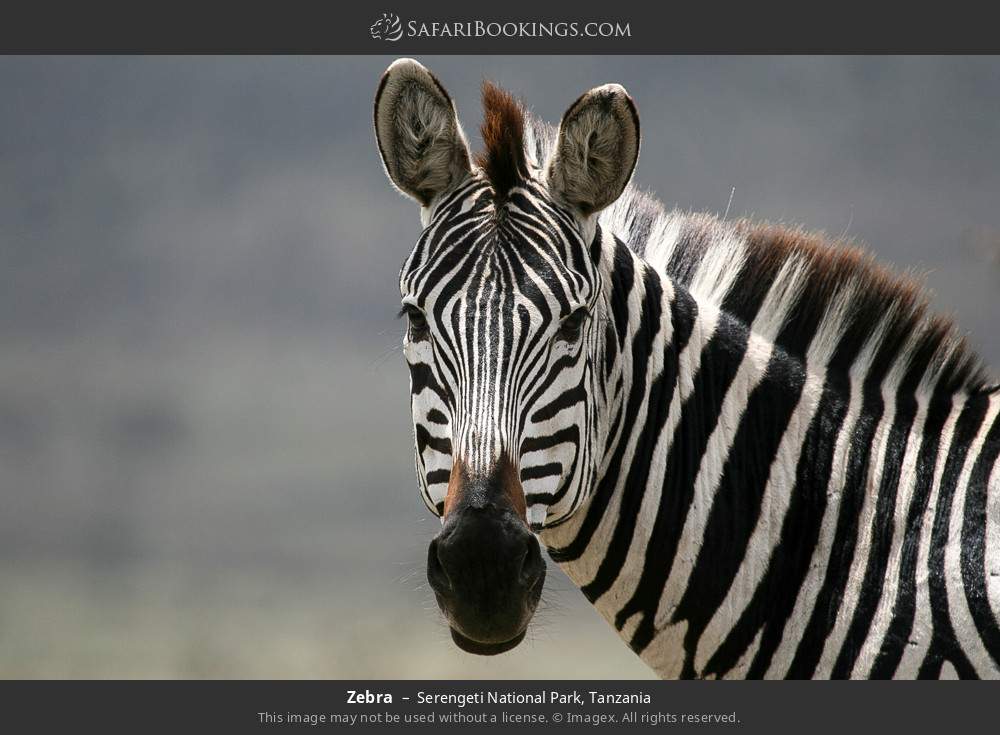 5-Day Tanzania Lodge Safari