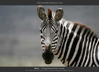 5-Day Tanzania Lodge Safari