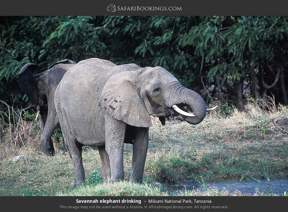 6-Day Majestic Budget Tanzania Safari