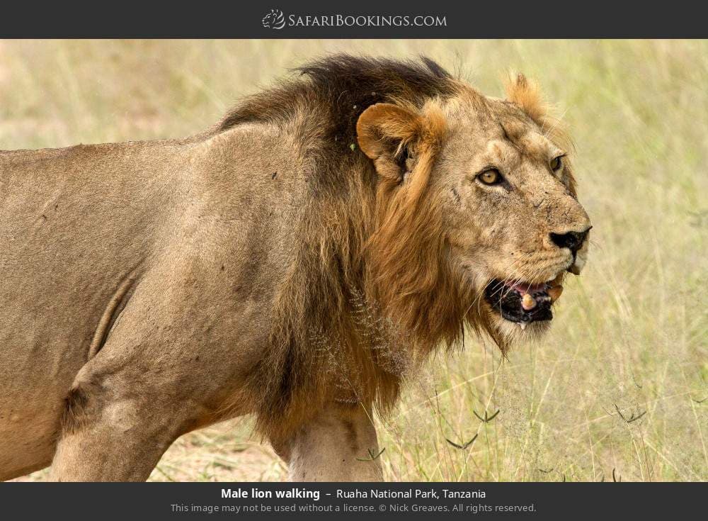 6-Day Memorable Midrange Wildlife Safari