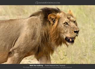 Explore Lake Manyara’s diverse habitats, Tarangire’s3-Day Big Five & Beyond Tanzania Wildlife Safari - Photo 2