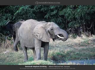Explore Lake Manyara’s diverse habitats, Tarangire’s3-Day Big Five & Beyond Tanzania Wildlife Safari - Photo 3