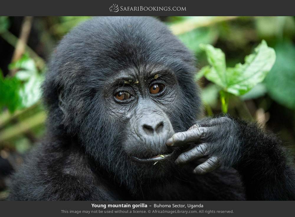 3-Day Ultimate Gorilla Tracking and Bunyonyi Experience
