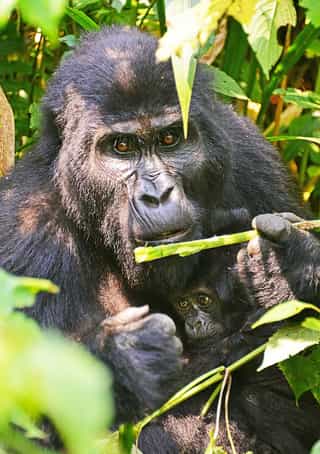 Budget Friendly Gorilla Trekking Tour