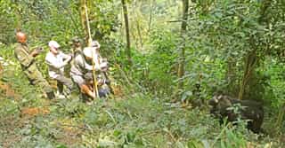 Budget Friendly Gorilla Trekking Tour - Photo 2