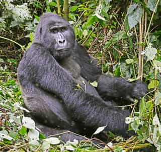 Budget Friendly Gorilla Trekking Tour - Photo 3