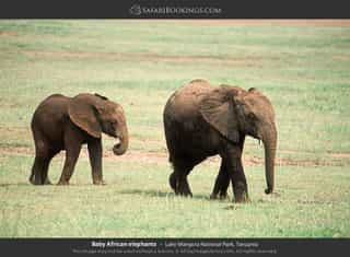 Explore Lake Manyara’s diverse habitats, Tarangire’s3-Day Big Five & Beyond Tanzania Wildlife Safari - Photo 4