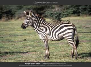 Explore Lake Manyara’s diverse habitats, Tarangire’s3-Day Big Five & Beyond Tanzania Wildlife Safari - Photo 5