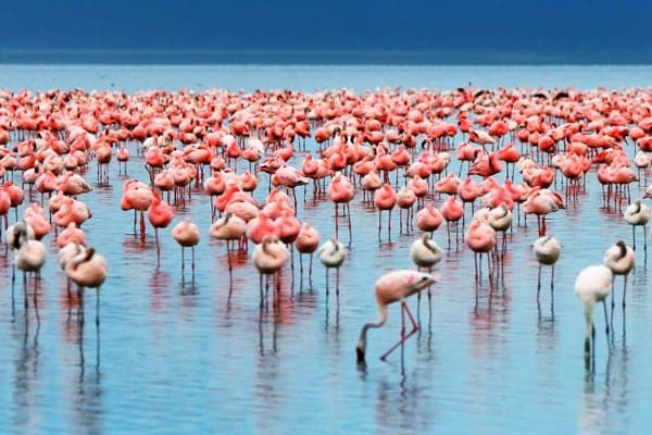Explore Lake Manyara’s diverse habitats, Tarangire’s3-Day Big Five & Beyond Tanzania Wildlife Safari