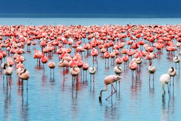 Explore Lake Manyara’s diverse habitats, Tarangire’s3-Day Big Five & Beyond Tanzania Wildlife Safari