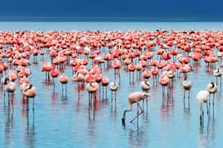 Explore Lake Manyara’s diverse habitats, Tarangire’s3-Day Big Five & Beyond Tanzania Wildlife Safari