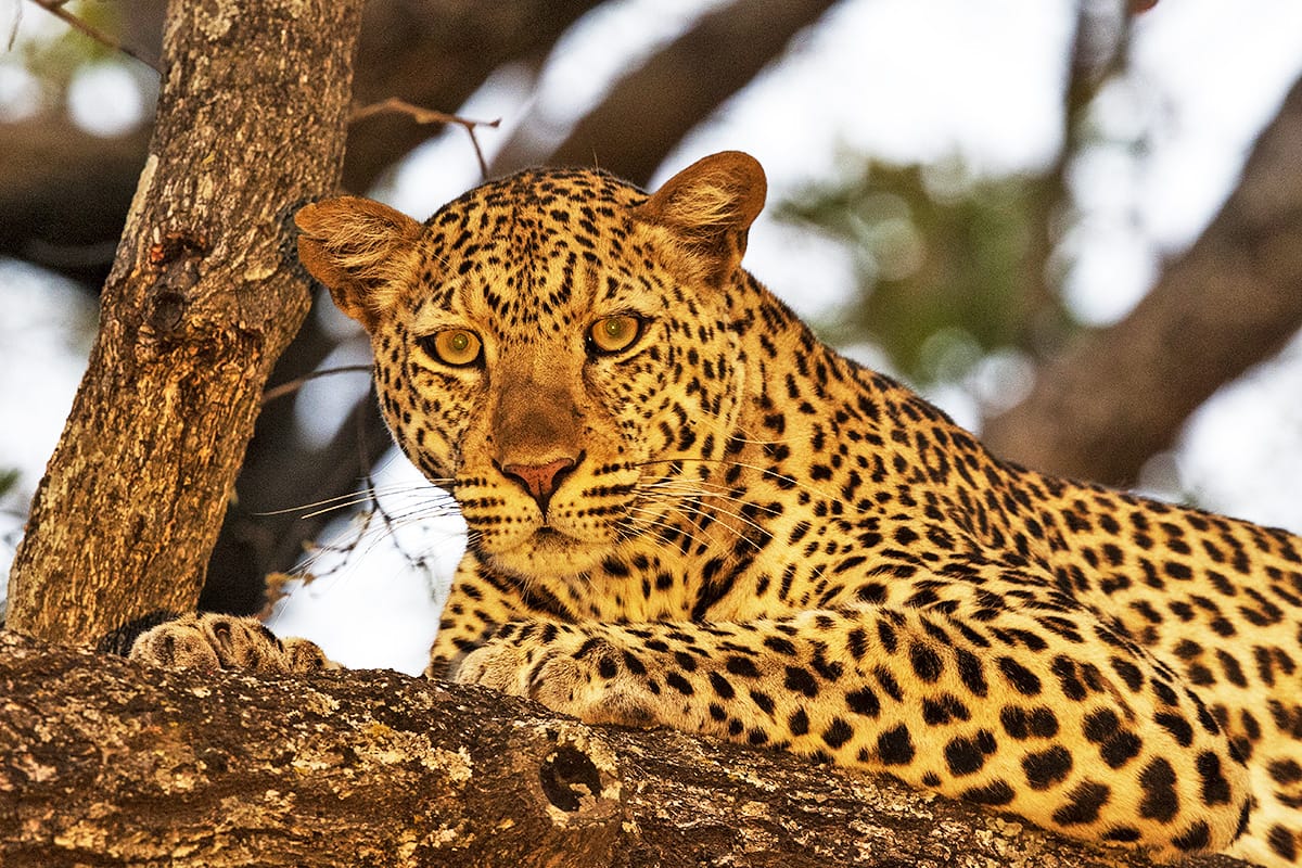 4-Day Tanzania Wild Life Expedition