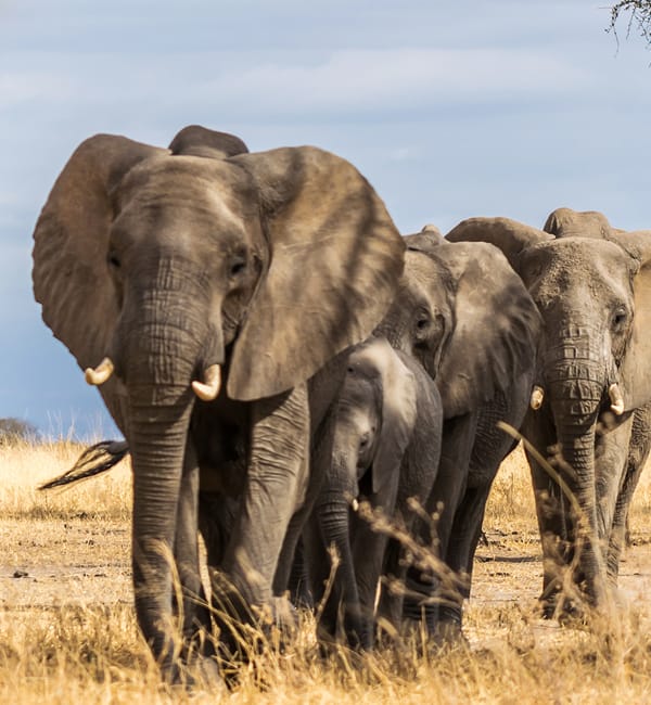 5-Day Tanzania Lodge Safari