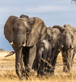 5-Day Tanzania Lodge Safari - Photo 3