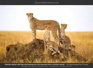 5-Day Tanzania Lodge Safari - Photo 2