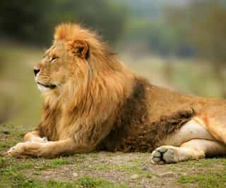 6-Day Majestic Budget Tanzania Safari - Photo 4
