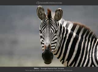 6-Day Majestic Budget Tanzania Safari - Photo 3