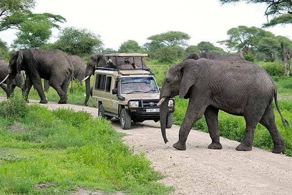 6-Day Memorable Midrange Wildlife Safari