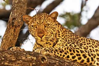 6-Day Memorable Midrange Wildlife Safari - Photo 3