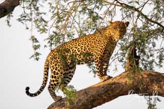 15-Day Primates Trip to the Pearl of Africa Adventure