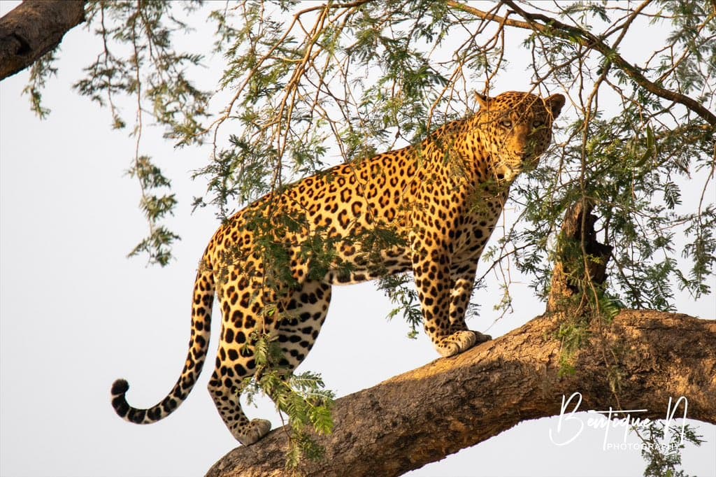 15-Day Primates Trip to the Pearl of Africa Adventure