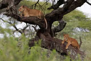 15-Day Primates Trip to the Pearl of Africa Adventure - Photo 4