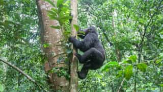 15-Day Wildlife Safari and Gorilla Trekking in Uganda