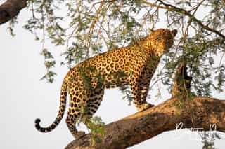 15-Day Wildlife Safari and Gorilla Trekking in Uganda - Photo 3