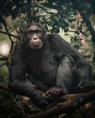 7-Day Primates and Wildlife Safari - Photo 4