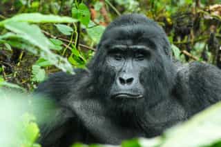 7-Day Primates and Wildlife Safari - Photo 5