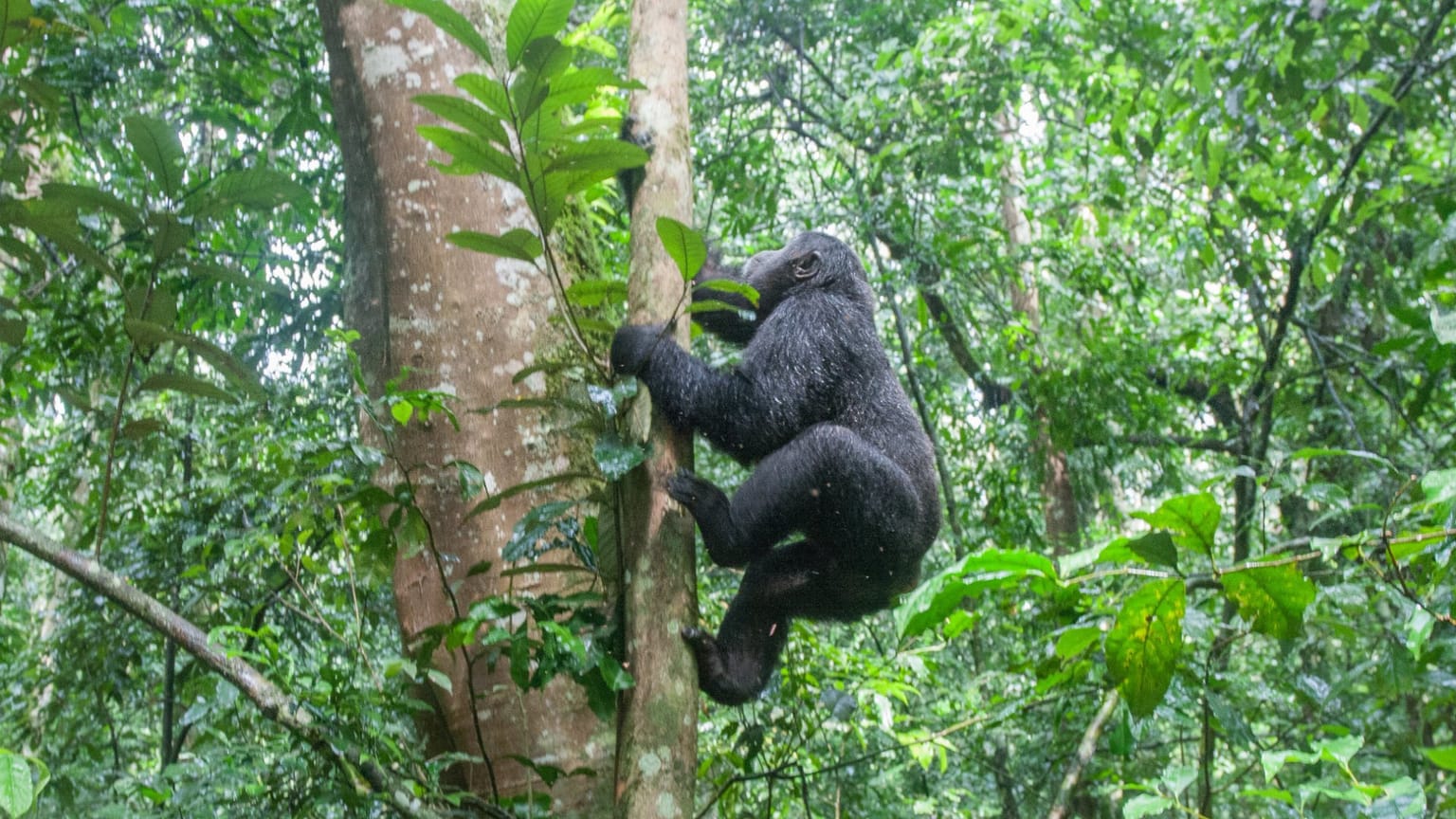 7-Day Chimps, Gorillas Trekking and Wildlife Tour