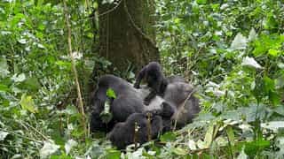 7-Day Chimpanzee and Gorilla Trekking Safari - Photo 4