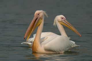 3-Day Murchison Falls Vacation with Big 5