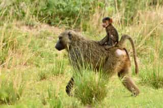 5-Day White Water Rafting, Wildlife and Sipi Falls - Photo 5