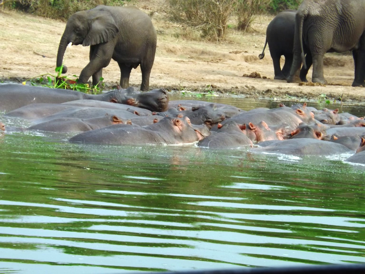 5-Day Magic Primates and Wildlife Tour