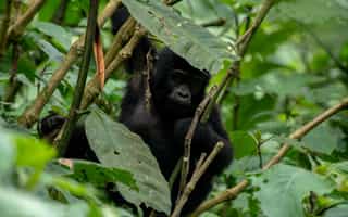 5-Day Magic Primates and Wildlife Tour - Photo 4
