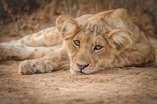 6-Day Primates Safari - Photo 2