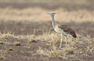 Eight Day Mammal Watching Tour - Photo 2