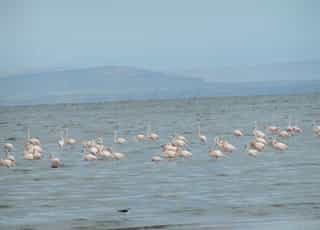 Ethiopia Rift Valley Lake Surf Adventure - Photo 2