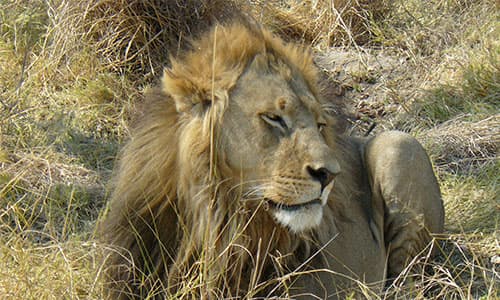 7-Day Victoria Falls, Chobe, Hwange Safari Tour