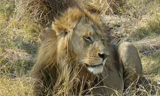 7-Day Victoria Falls, Chobe, Hwange Safari Tour