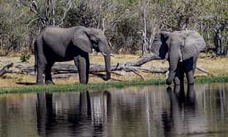 7-Day Victoria Falls, Chobe, Hwange Safari Tour - Photo 5