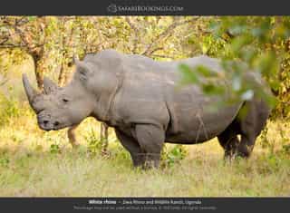 3-Day Ultimate Gorilla Tracking and Bunyonyi Experience - Photo 2