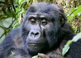 3-Day Ultimate Gorilla Tracking and Bunyonyi Experience - Photo 3