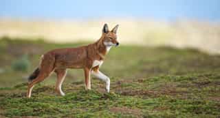 Eight Day Mammal Watching Tour - Photo 4